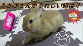 うさぎの よろこびジャンプ集 No 1 チャップ ダンダンウー Rabbit S Joy Jump Collection Youtube