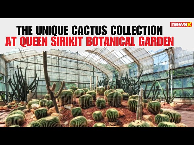 Discover the Unique Cactus Collection at Queen Sirikit Botanical Garden,  Chiang Mai - YouTube