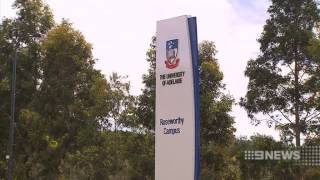 Cow Research | 9 News Adelaide