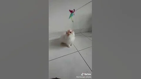 Watch the video about Kitten Peak Munchkin NS II Long Hair