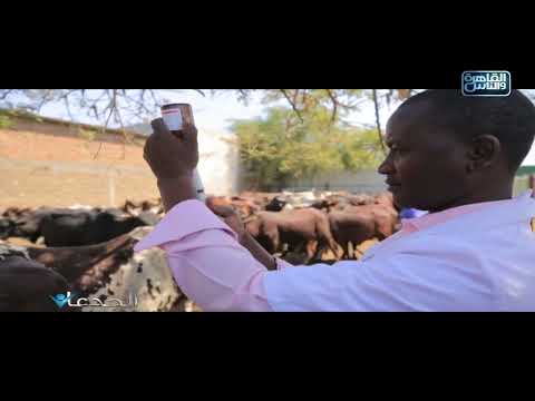 الجدعان كل اللي عايز تعرفه عن تشاد وثروتها الحيوانية وطرق الذبح منشأ توريد اللحوم الجديد لمصر