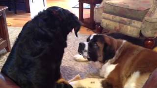 Bernese Mountain dog and Saint Bernard