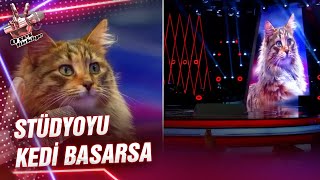 Stüdyoda Kedi Sürprizi