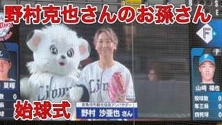 西武ライオンズ　野村克也　3000試合出場達成観戦記念　シリアルナンバーあり ライオンズスタメン選手送り出し➡︎ 野村克也さんお孫さん始球式