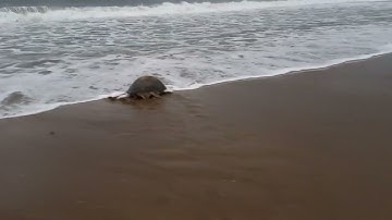 Taman nasional meru betiri penyu hijau pantai sukamade banyuwangi