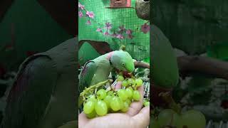 Yummy Grapes #viral #shorts #youtubeshorts