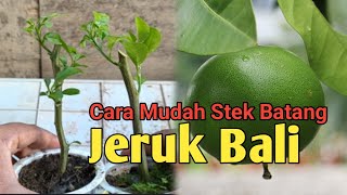 Hasilnya Menakjubkan, Cara Stek Batang Jeruk Bali