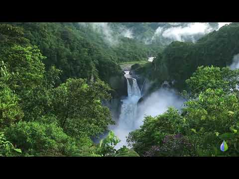 Video: Tropikal bir yağmur ormanındaki bitki örtüsü nasıldır?