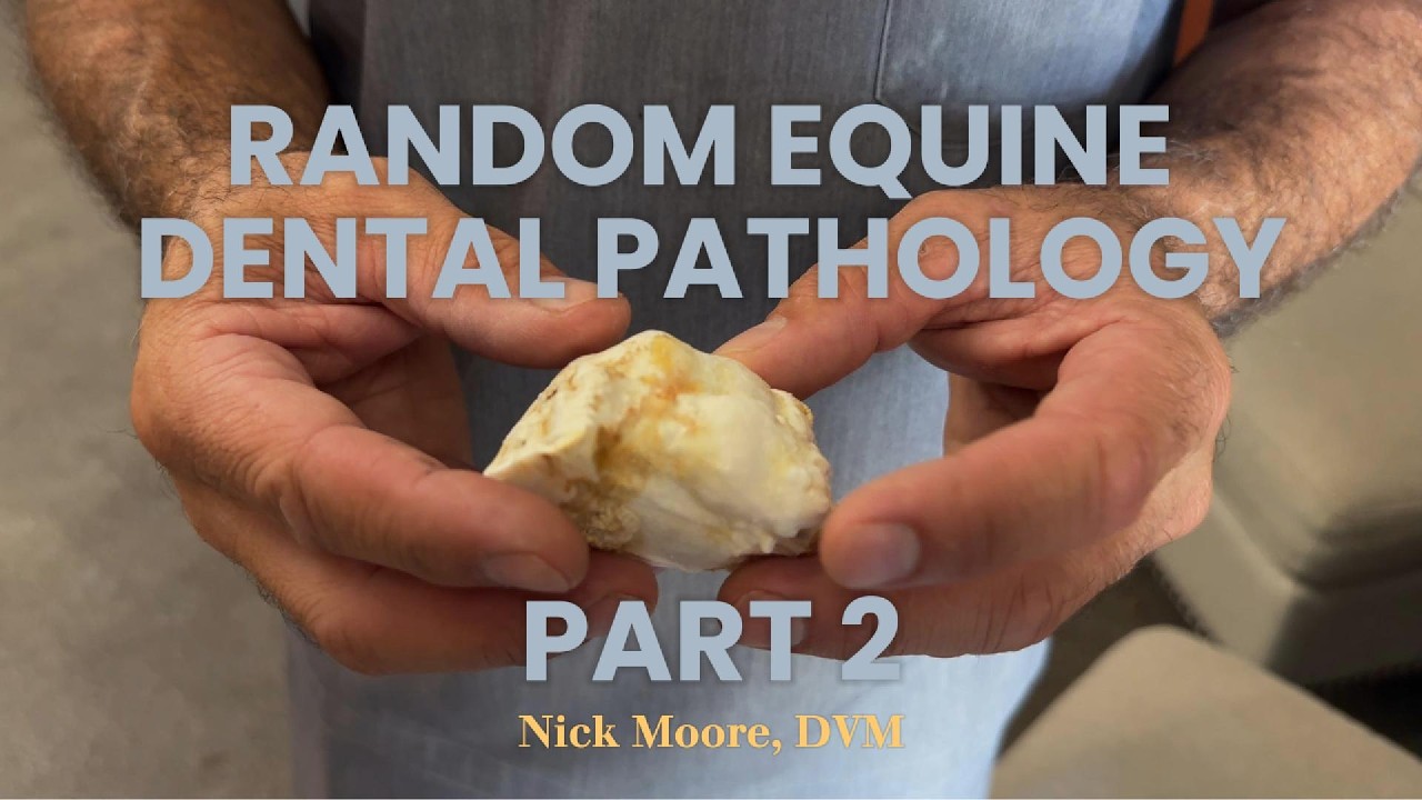 Every Tooth Tells a Story: Random Equine Dental Pathology Part 2