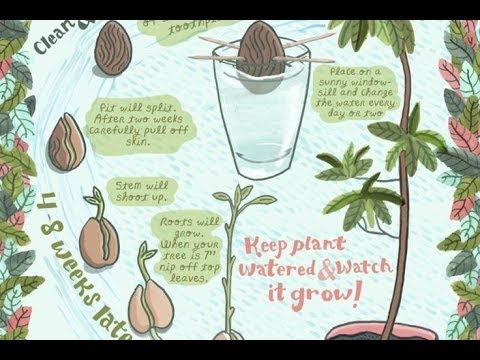 How to start growing avocado tree seed pit