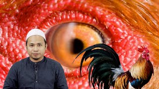 Betul Ke Ayam Jantan Boleh Nampak Malaikat?