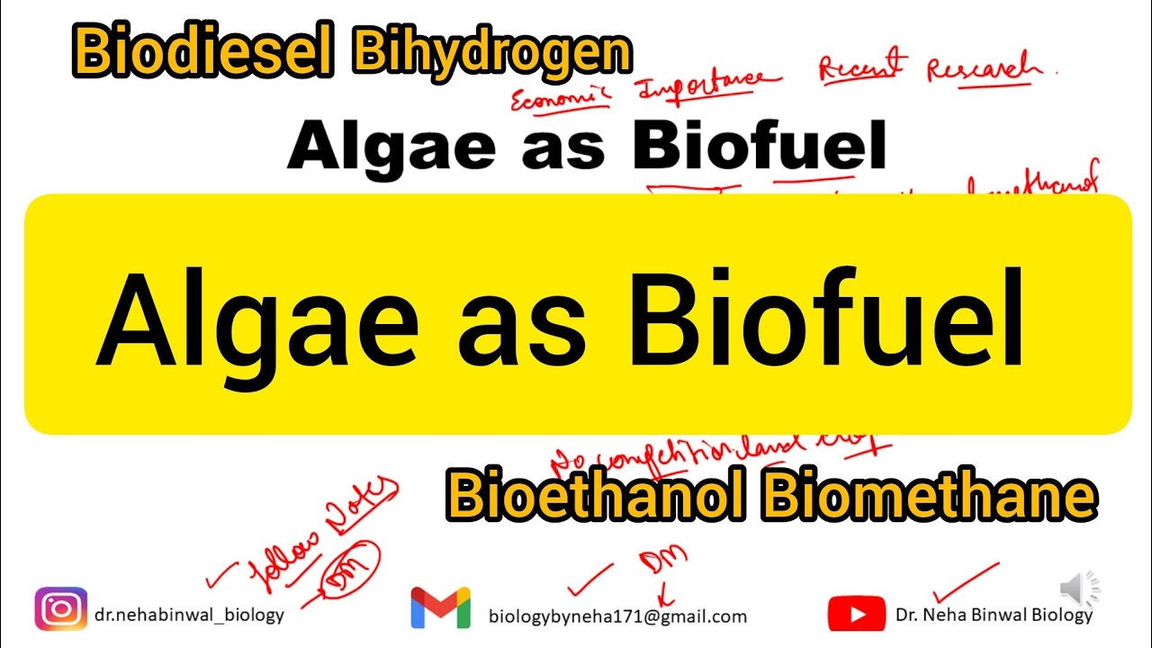 Algae as Biofuel || Economic Importance of Algae as Biofuel #botany #msc #bsc #uppsc #mppsc