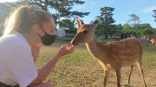 NARA, JAPAN | Nara Deer Park, Ryokan and Mt. Wakakusa