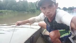 beginilah keseruanya pasang rawai ikan sungai segah