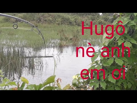 Video: Cá Lóc Nguyên Lá