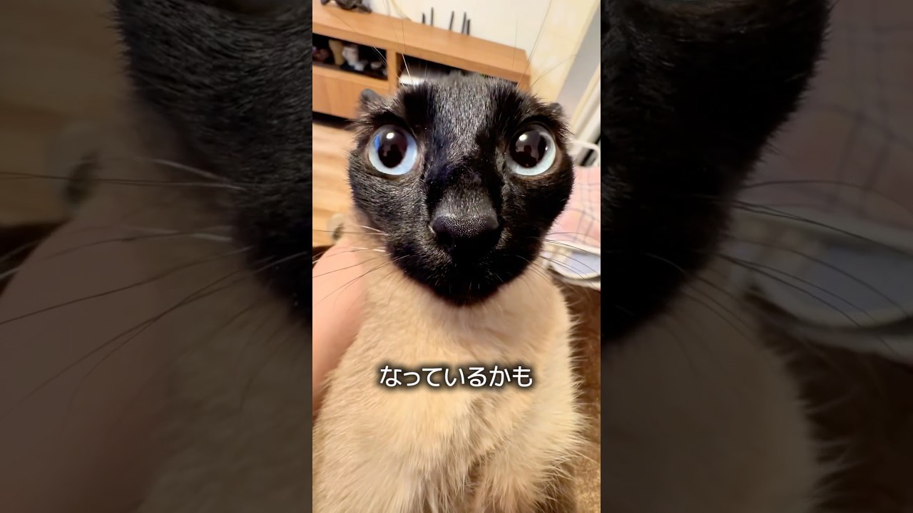 シャム猫の色