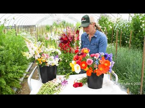 Video: Kaip peržiemoti aistros gėlę lauke
