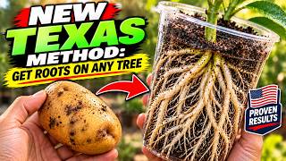 The POTATO TRICK to Grow ROOTS on Lemon Trees (Easy Texas Air Layering)