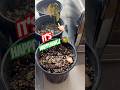 Watch these mango babies come to life #gardening #mango #shorts