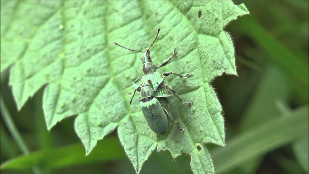 Weevils Phyllobius pomaceus on Stinging Nettle Urtica dioica