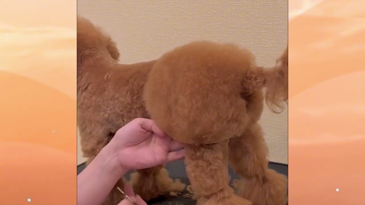 The little dog is getting a haircut!