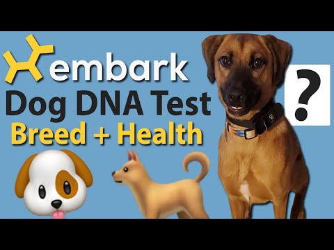 ?Embark Dog DNA Breed & Health Test! ? Rescue dog results & review!