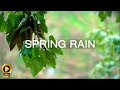 10 hour  calm rain ambience  sounds for sleep  meditation  focus  work  study  spa