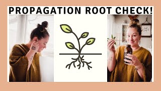 Root Check! | How to Water Propagate Houseplants screenshot 2