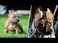 Before  after animals growing up incredible animal transformations