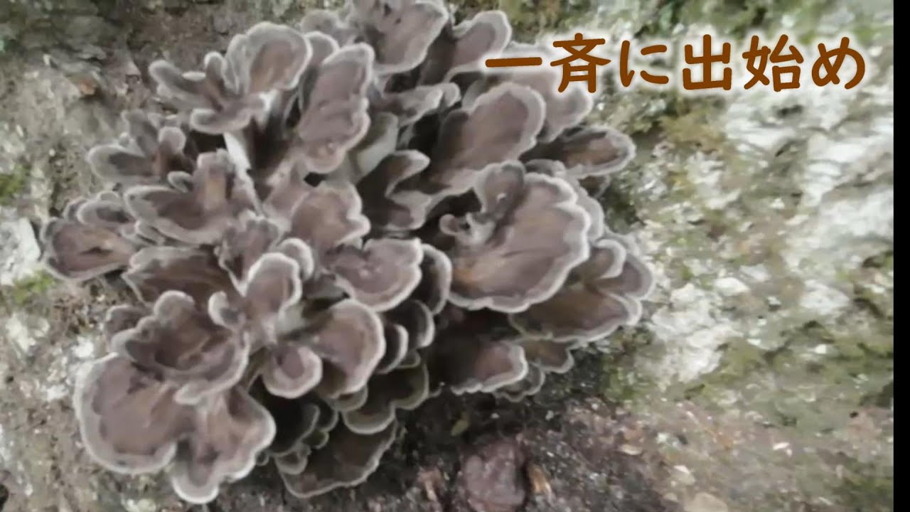 舞茸一気に最終が出ました