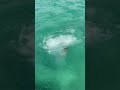 TUFFO IN MARE DI SOFÌ!! | Me contro Te TikTok