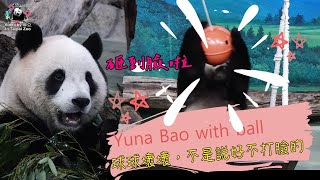 20240428 圓寶表示不是說好不打臉的，行豐球球壞壞啦 The Giant Panda Yuan Bao