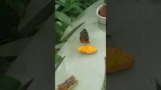 Williamson Park Butterfly House vid 4