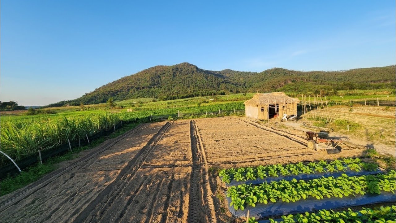 re divide the garden after the rain 20 days