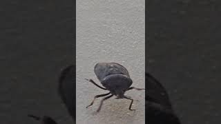 S23 Ultra – Fast Insect Movement