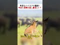 不運なハイエナの悲劇！ 今日も獲物を逃し重傷に！？ #ハイエナ #ゼブラ #母親の防御 #野生動物 #自然界の厳しさ