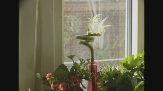 Canon EOS M Raw - Schneider Optivaron 6-66mm f1.8 test with Synth