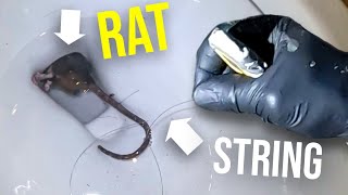 We flushed a rat down the toilet...you WON'T believe what we found..