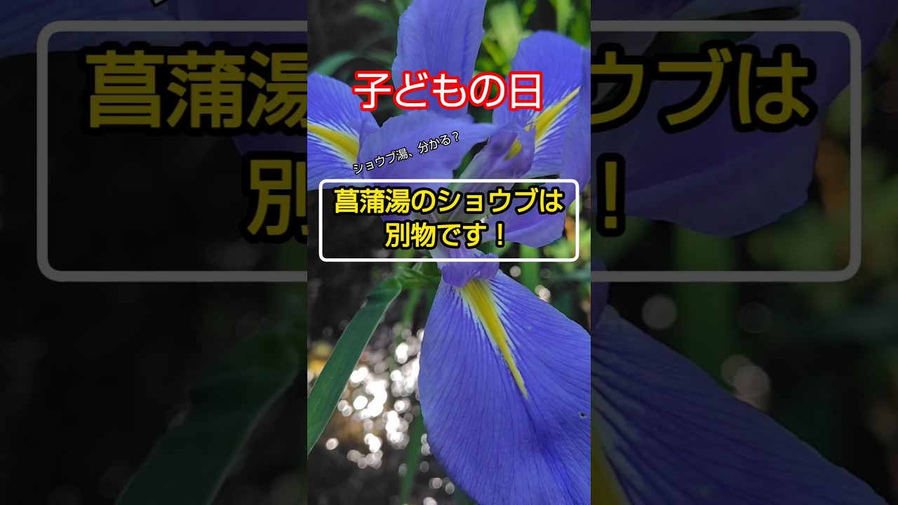 ギリ、セーフ?端午の節句🎏ややこしさ満載🤤 #flowers #plants #shorts