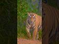 Shambhu the huge Tiger of #Tadoba