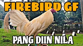 Kunting pasilip sa mga manok Ng firebird gamefarm screenshot 2
