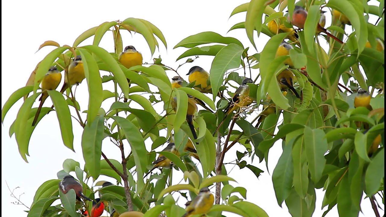 Small Minivet / นกพญาไฟเล็ก 