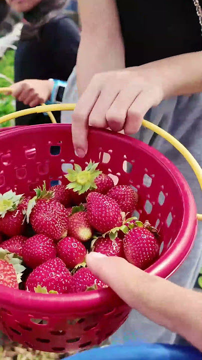 STRAWBERRY PICKING WITH KAK CHECIL