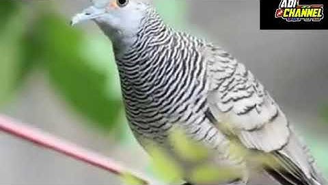 Download Video Story Wa Burung Murai Batu Mewah Di Gantangan Mp3 Free And Mp4