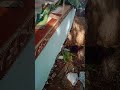 vatkeshwar Mahadev ki puja