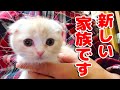 【ご報告】家族が増えました！子猫を飼います...