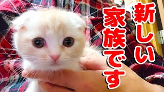 【ご報告】家族が増えました子猫を飼います...