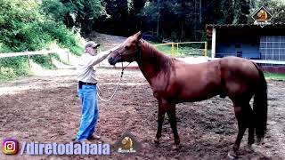 POR FORA DO BICHO | HORSEMANSHIP - O QUE É