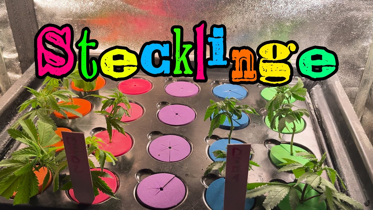 Stecklinge | Aerocloner