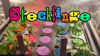 Stecklinge | Aerocloner